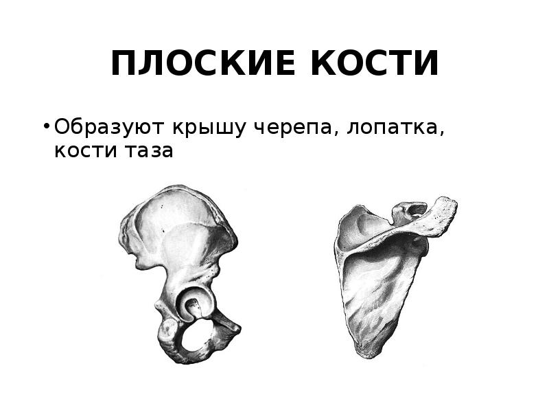 Костя образованы. Плоские кости. Плоские (лопатки, кости черепа). Плоская кость черепа. Плоские кости таза.