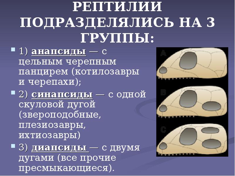 РЕПТИЛИИ ПОДРАЗДЕЛЯЛИСЬ НА 3 ГРУППЫ:
1) анапсиды — с цельным черепным РЕПТИЛИИ ПОДРАЗДЕЛЯЛИСЬ НА 3 ГРУППЫ:
1) анапсиды — с цельным черепным