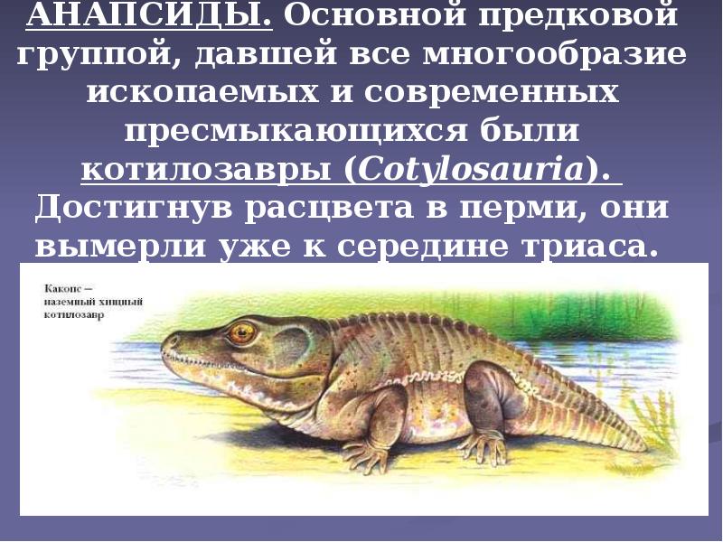АНАПСИДЫ. Основной предковой группой, давшей все многообразие ископаемых и современных пресмыкающихся АНАПСИДЫ. Основной предковой группой, давшей все многообразие ископаемых и современных пресмыкающихся