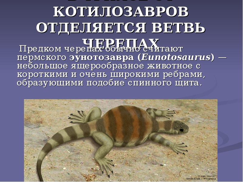 В ТРИАСЕ ОТ КОТИЛОЗАВРОВ ОТДЕЛЯЕТСЯ ВЕТВЬ ЧЕРЕПАХ
Предком черепах В ТРИАСЕ ОТ КОТИЛОЗАВРОВ ОТДЕЛЯЕТСЯ ВЕТВЬ ЧЕРЕПАХ
Предком черепах