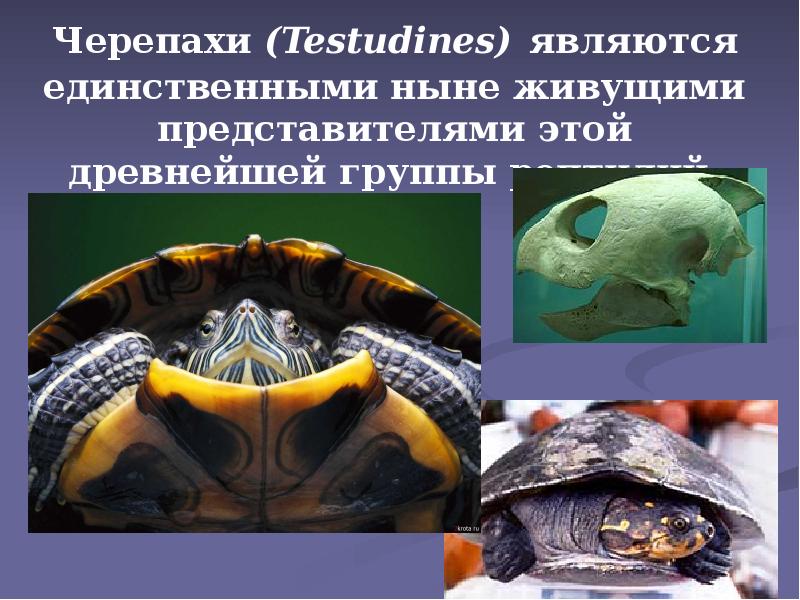 Черепахи (Testudines) являются единственными ныне живущими представителями этой древнейшей группы рептилий. Черепахи (Testudines) являются единственными ныне живущими представителями этой древнейшей группы рептилий.
