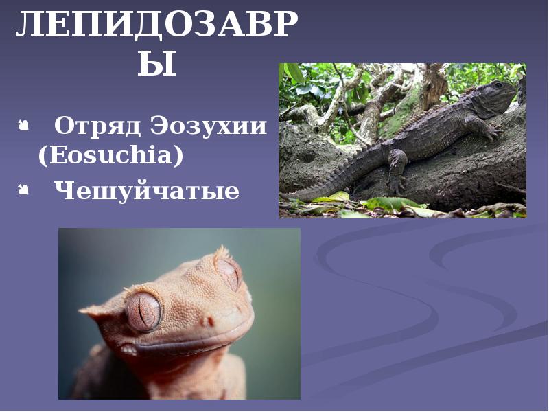 ЛЕПИДОЗАВРЫ
Отряд Эозухии (Eosuchia)
Чешуйчатые ЛЕПИДОЗАВРЫ
Отряд Эозухии (Eosuchia)
Чешуйчатые