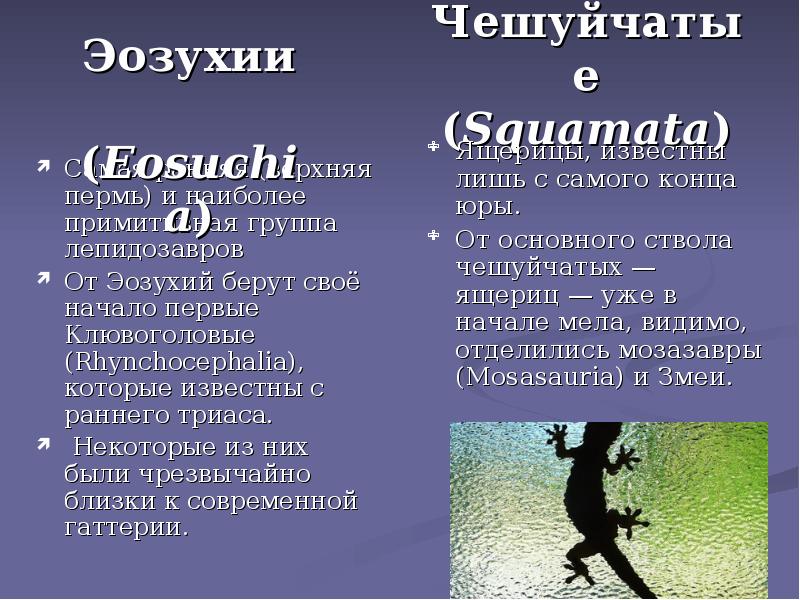 Чешуйчатые (Squamata)
Ящерицы, известны лишь с самого конца юры.
От Чешуйчатые (Squamata)
Ящерицы, известны лишь с самого конца юры.
От