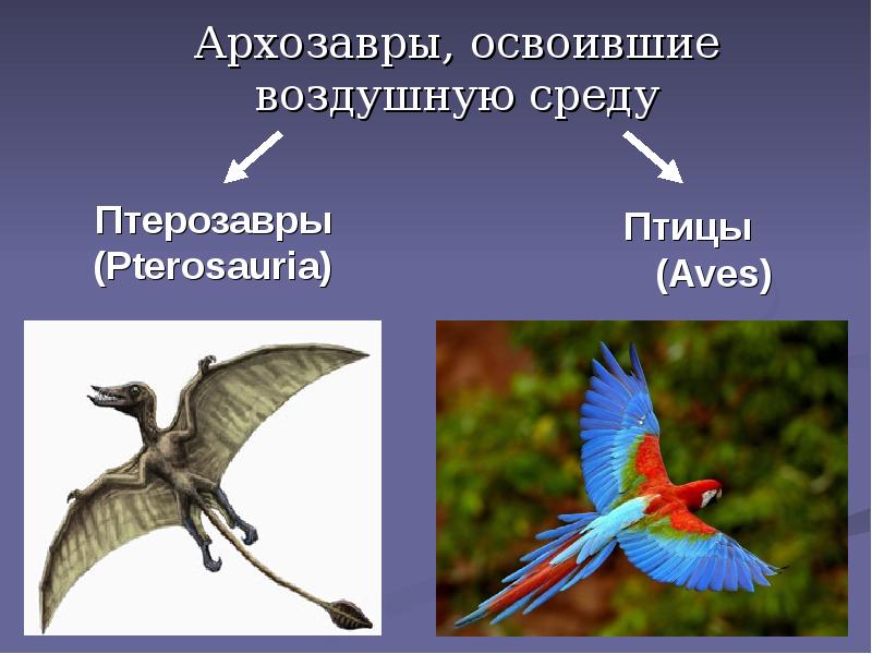 Архозавры, освоившие воздушную среду Архозавры, освоившие воздушную среду