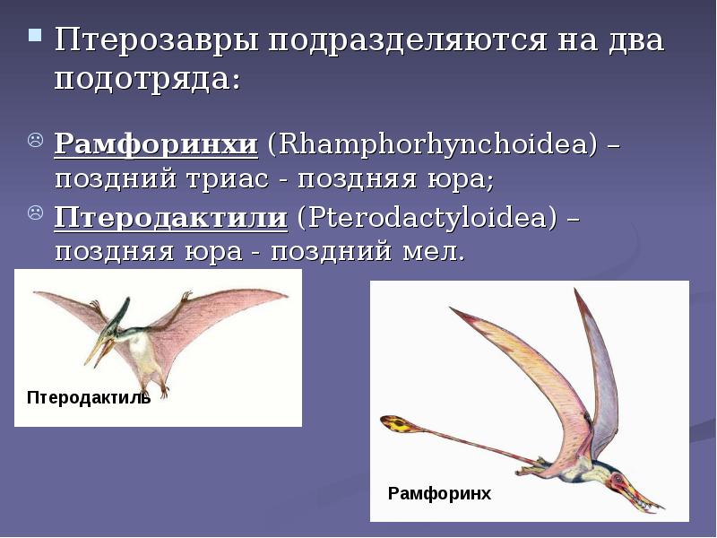 Проект про птеродактиля