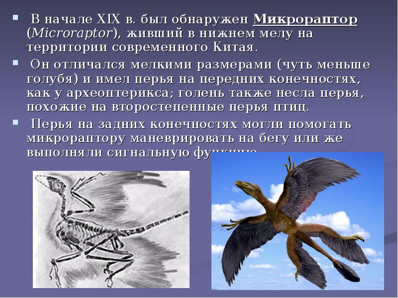 В начале XIX в. был обнаружен Микрораптор (Microraptor), живший в нижнем В начале XIX в. был обнаружен Микрораптор (Microraptor), живший в нижнем