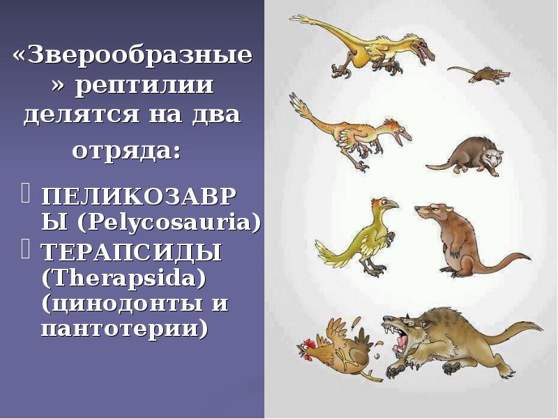 «Зверообразные» рептилии делятся на два отряда:
ПЕЛИКОЗАВРЫ (Pelycosauria)
ТЕРАПСИДЫ (Therapsida) «Зверообразные» рептилии делятся на два отряда:
ПЕЛИКОЗАВРЫ (Pelycosauria)
ТЕРАПСИДЫ (Therapsida)
