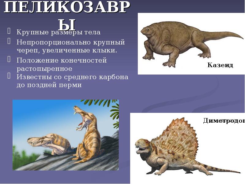 ПЕЛИКОЗАВРЫ
Крупные размеры тела
Непропорционально крупный череп, увеличенные клыки.
Положение ПЕЛИКОЗАВРЫ
Крупные размеры тела
Непропорционально крупный череп, увеличенные клыки.
Положение