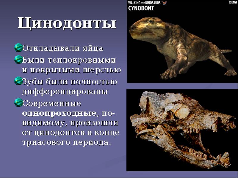 Цинодонты
Откладывали яйца
Были теплокровными и покрытыми шерстью
Зубы были Цинодонты
Откладывали яйца
Были теплокровными и покрытыми шерстью
Зубы были