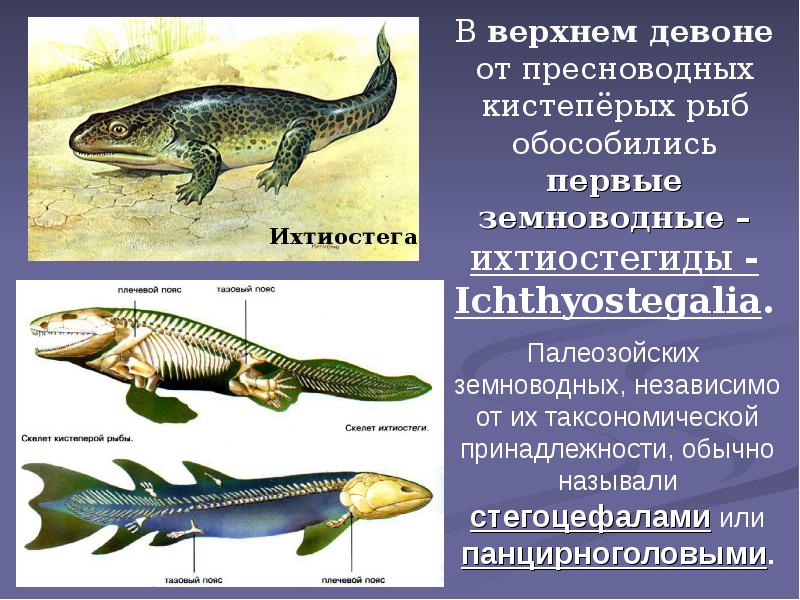В верхнем девоне от пресноводных кистепёрых рыб обособились первые земноводные – В верхнем девоне от пресноводных кистепёрых рыб обособились первые земноводные –
