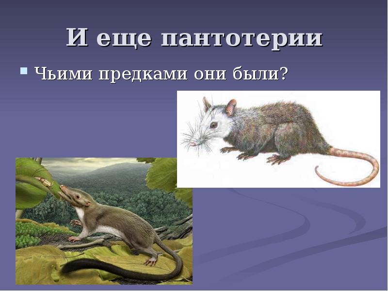И еще пантотерии
Чьими предками они были? И еще пантотерии
Чьими предками они были?