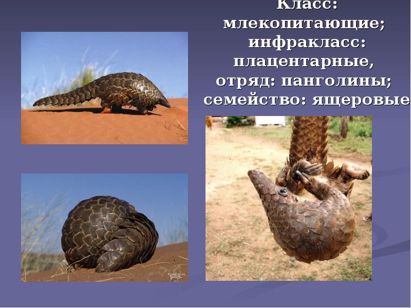 Класс: млекопитающие; инфракласс: плацентарные, отряд: панголины; семейство: ящеровые Класс: млекопитающие; инфракласс: плацентарные, отряд: панголины; семейство: ящеровые