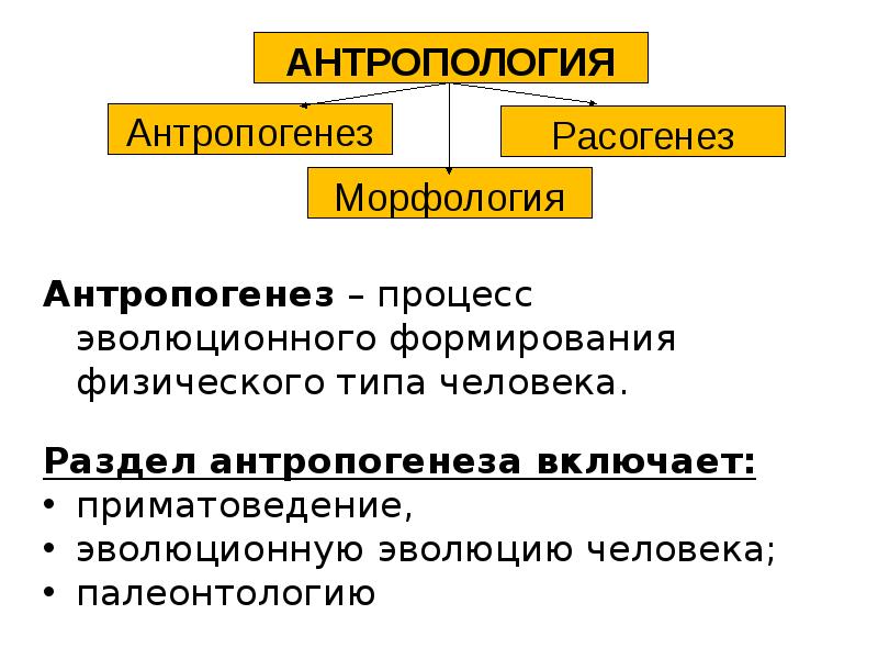 Гипотезы расогенеза схема