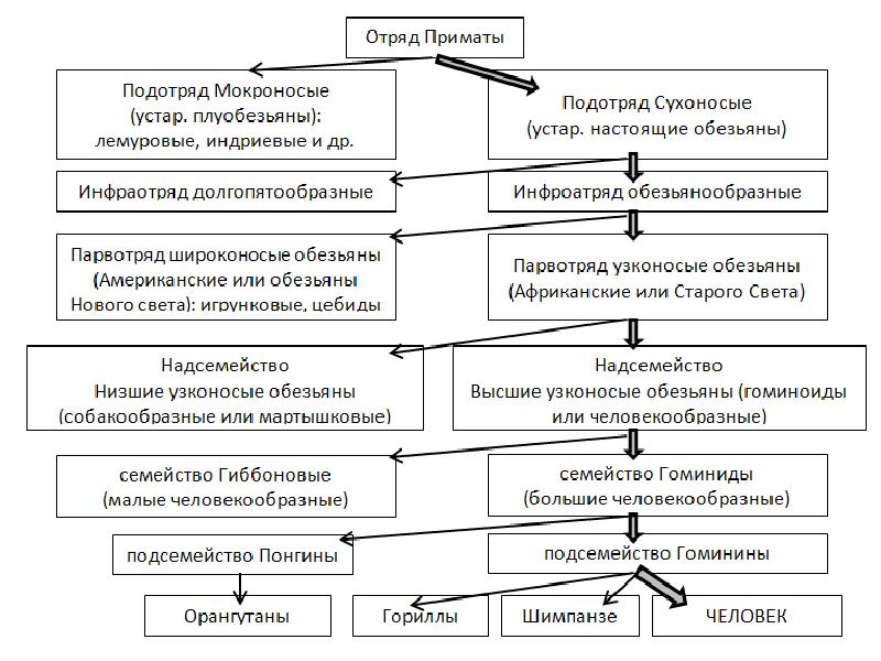 Схема классификация приматов