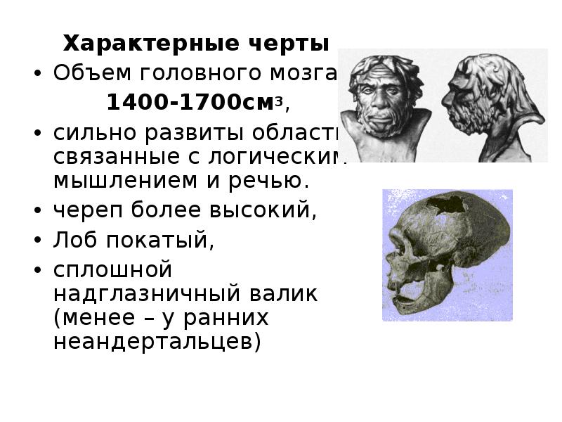 Объем головного мозга человека в см3