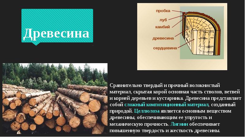 Презентация на тему древесина