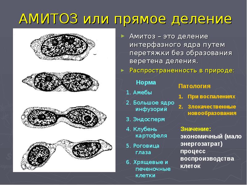 Презентация митоз и мейоз 10 класс биология