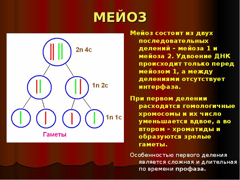 2 деление мейоза. Мейоз состоит из двух последовательных делений. Мейоз мейоз состоит из двух последовательных делений. . Состоит из двух делений.. Состоит из двух последовательных делений.