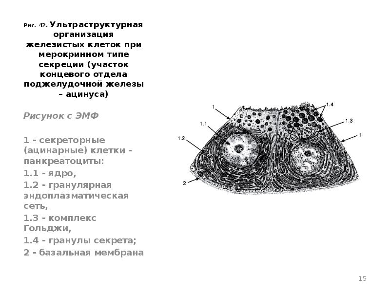 Группы железистых клеток