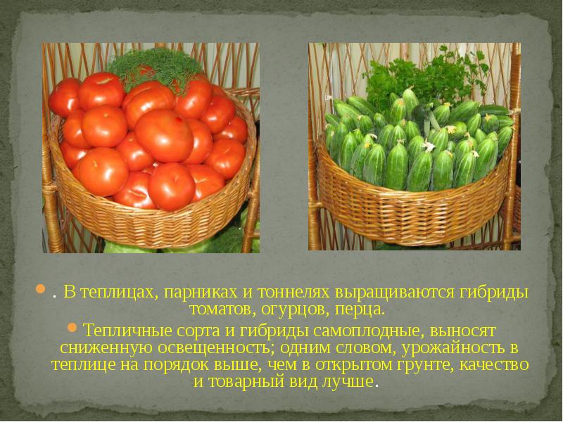 Помидоры с огурцами польза. Стенд по качеству на производстве овощей.