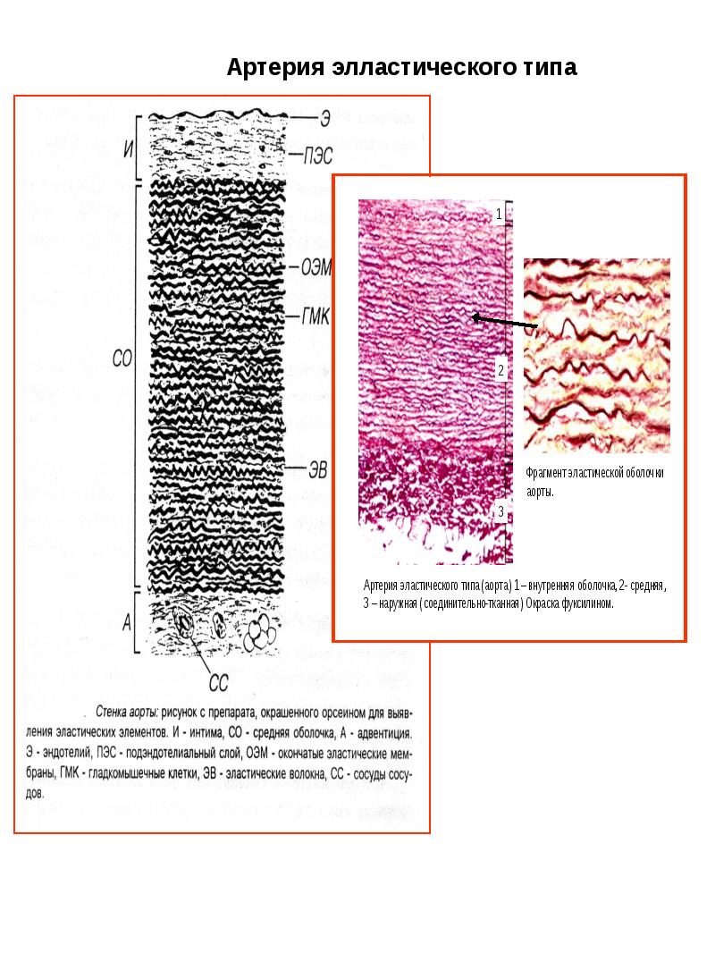 Аорта рисунок гистология