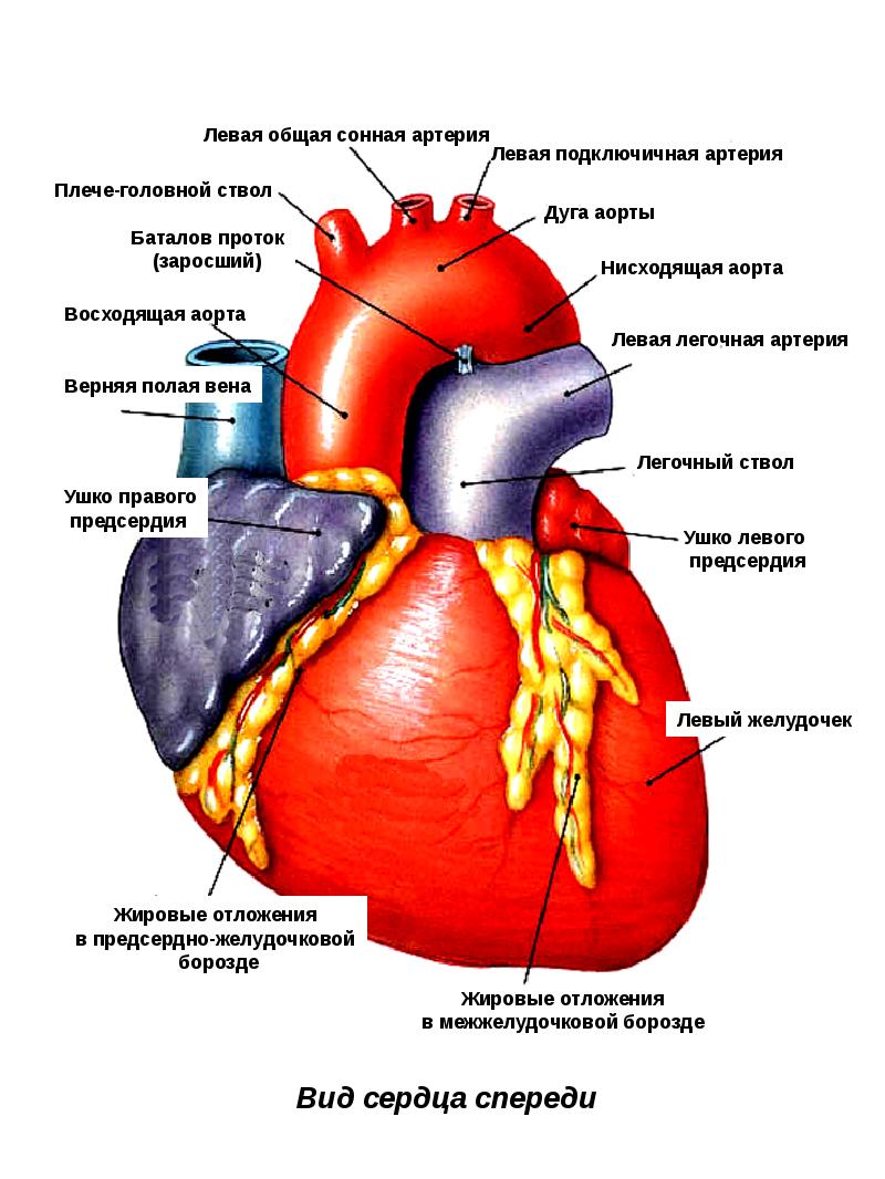 Общий план строения сердечно сосудистой системы