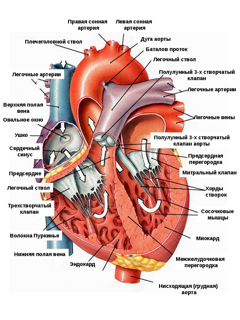 Сердечно сосудистая система человека фото