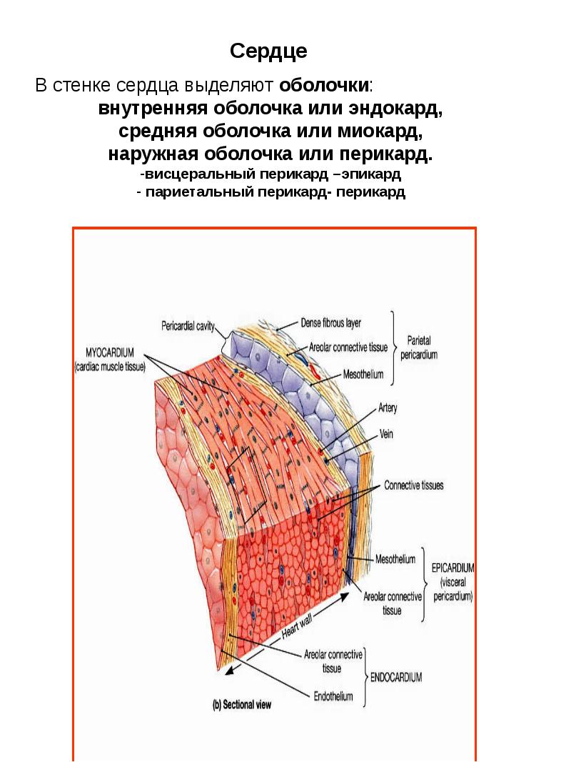 Стенка сердца состоит из