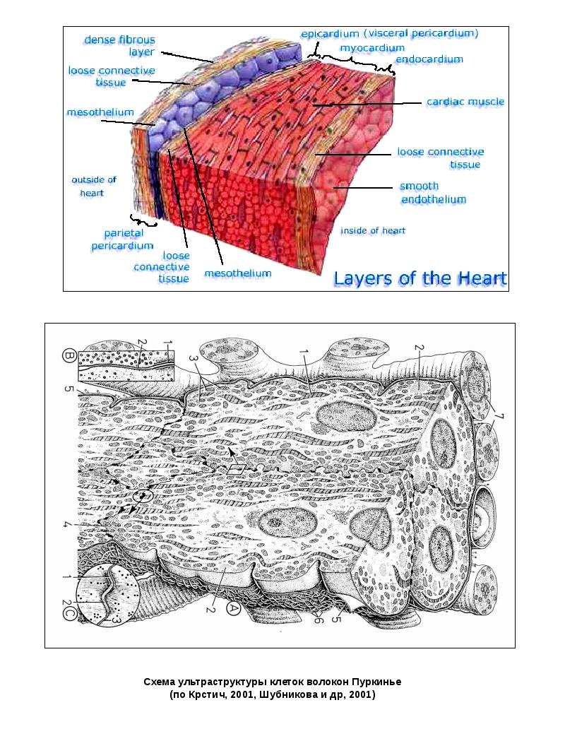 Сердце гистология рисунок - 83 фото