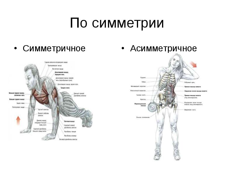 Презентация динамическая анатомия