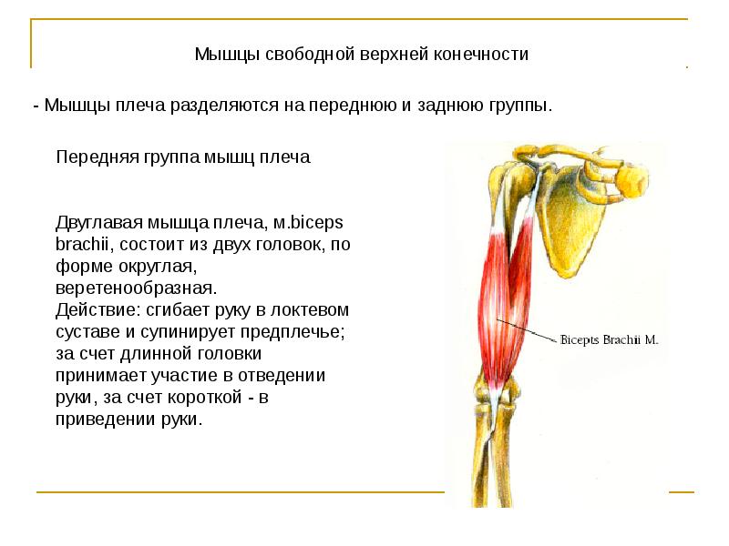 Презентация мышцы верхних конечностей