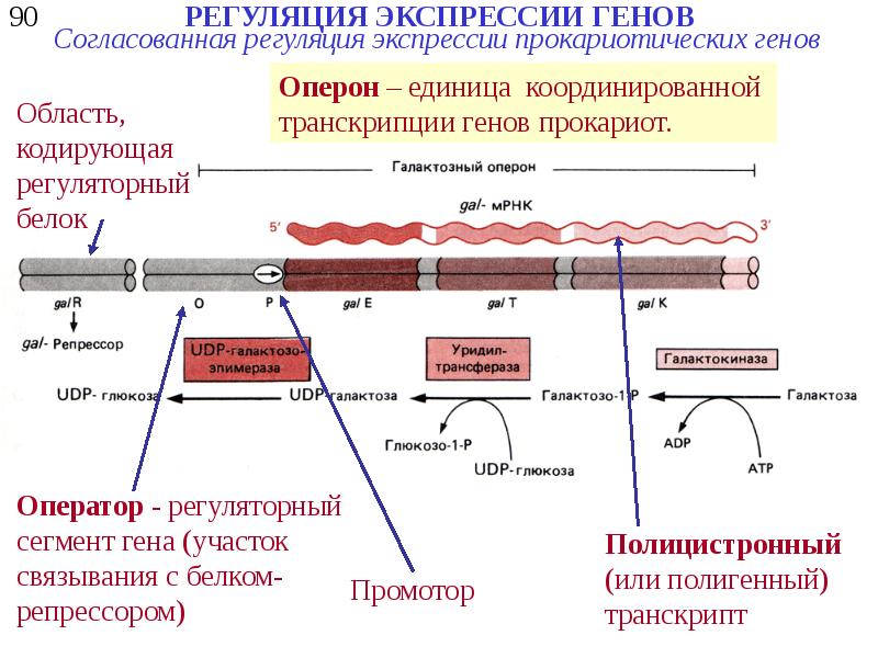 Регуляция генов прокариот. Схема регуляции экспрессии генов у эукариот биохимия. Адаптивная регуляция экспрессии генов у прокариотов. Регуляция экспрессии генов на примере Lac оперона. Регуляция экспрессии генов у прокариот.