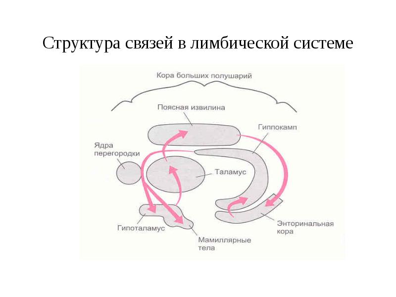 Круг папеца. Структурно-функциональная организация лимбической системы схема. Схему связей между структурами лимбической системы. Функции лимбической системы схема. Схема лимбической системы мозга.