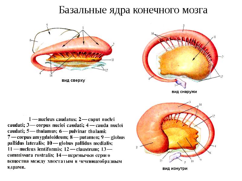 Ядра головного мозга. Подкорковые ядра головного мозга анатомия. Подкорковые ядра конечного мозга. Базальные ядра анатомия строение. Базальные ядра (ганглии) конечного мозга. Строение и функции..