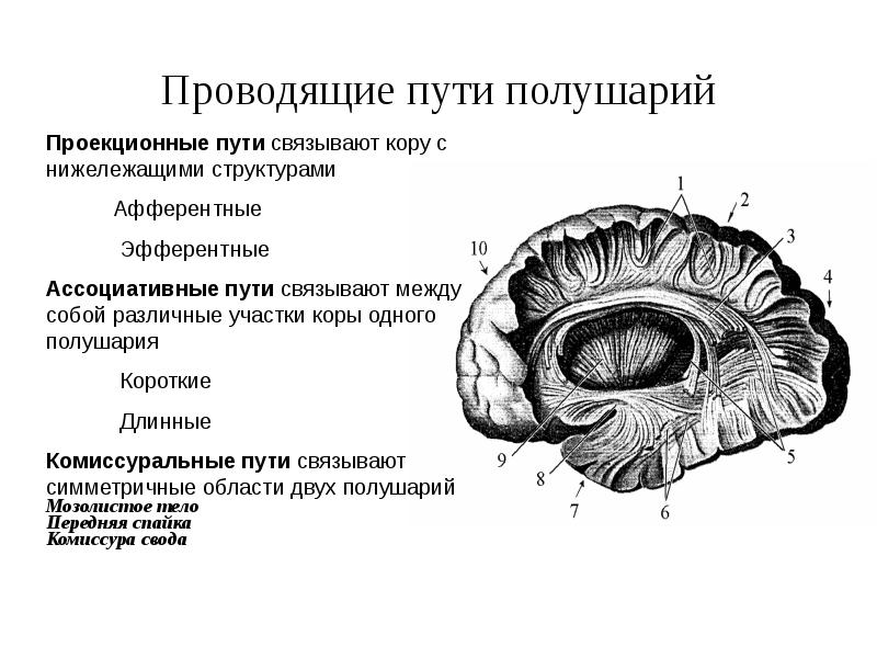 Проводящие волокна мозга. Комиссуральные нервные волокна полушарий. Проводящие пути ассоциативные комиссуральные проекционные. Проводящие пути коры головного мозга. Проводящие пути конечного мозга.