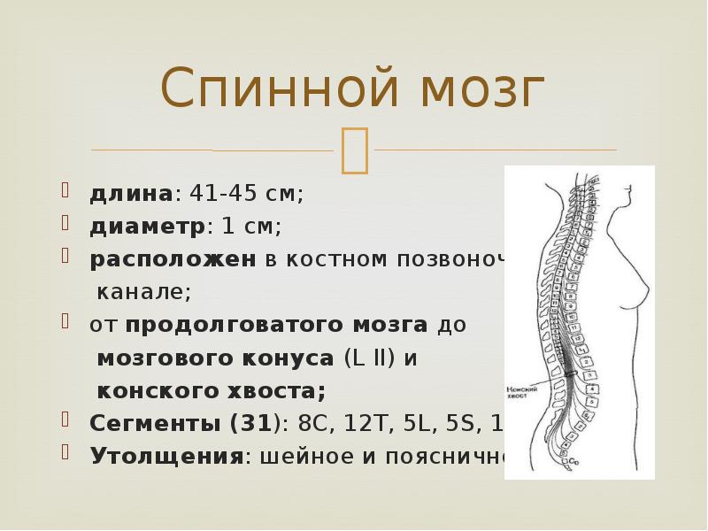 Расскажите о спинном мозге используя следующий план форма длина масса расположение