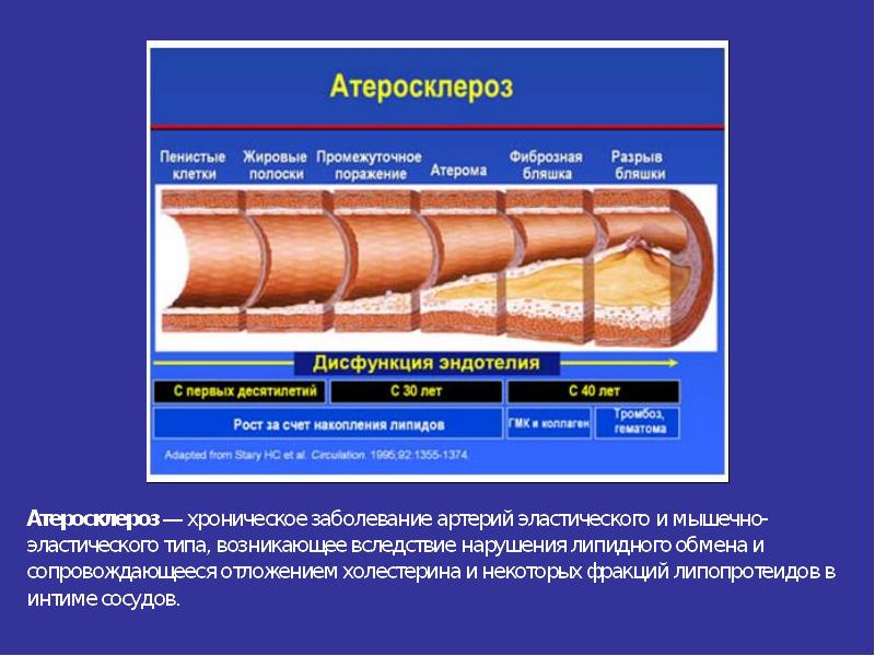 Сердечно сосудистая система презентация по анатомии