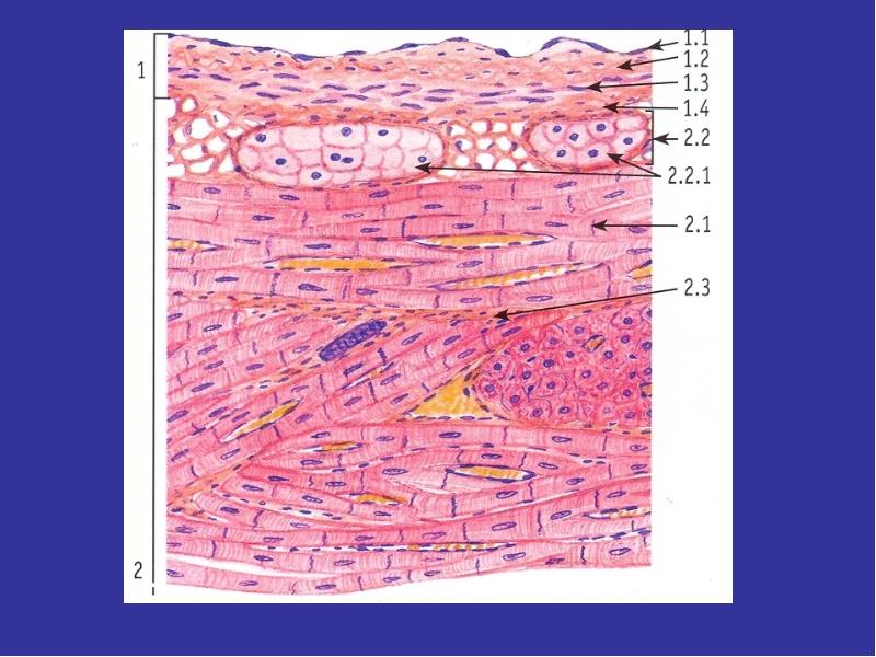 Миокард гистология рисунок