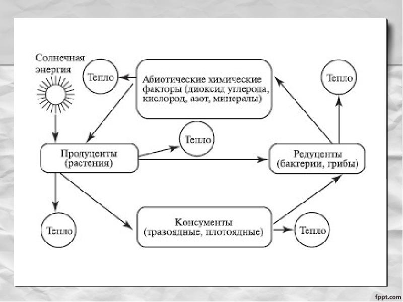 Презентация 7 класс цепи питания поток энергии 7 класс