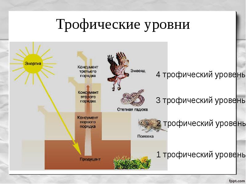 Поток энергии цепи питания презентация по биологии