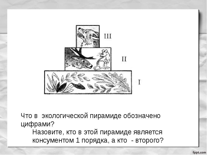 Презентация 7 класс цепи питания поток энергии 7 класс презентация