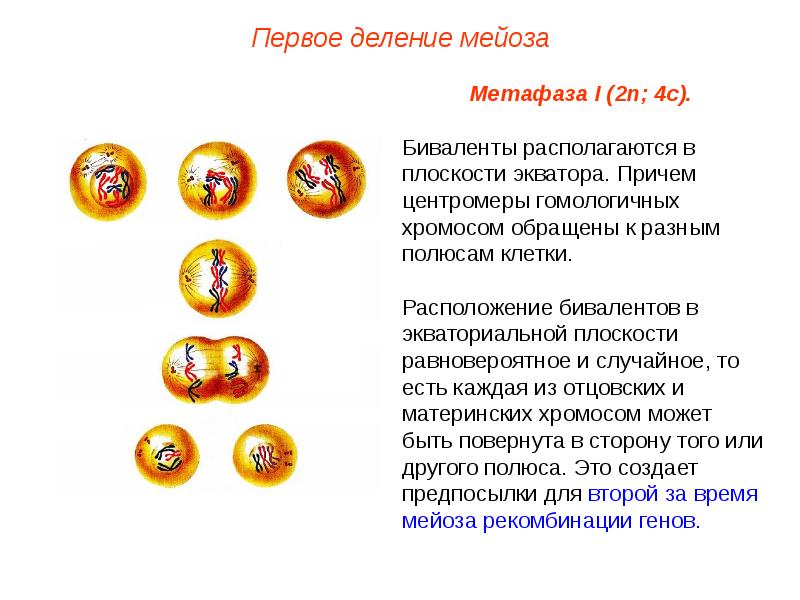 Характеристика процессов мейоза