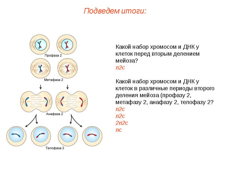 Мейоз биологическое значение. Набор хромосом в профазе мейоза. Анафаза второго деления мейоза набор хромосом. Профаза мейоза 1 набор ДНК. Мейоз 1 хромосомный набор.
