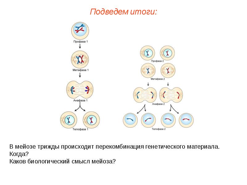 Митоз мейоз презентация егэ