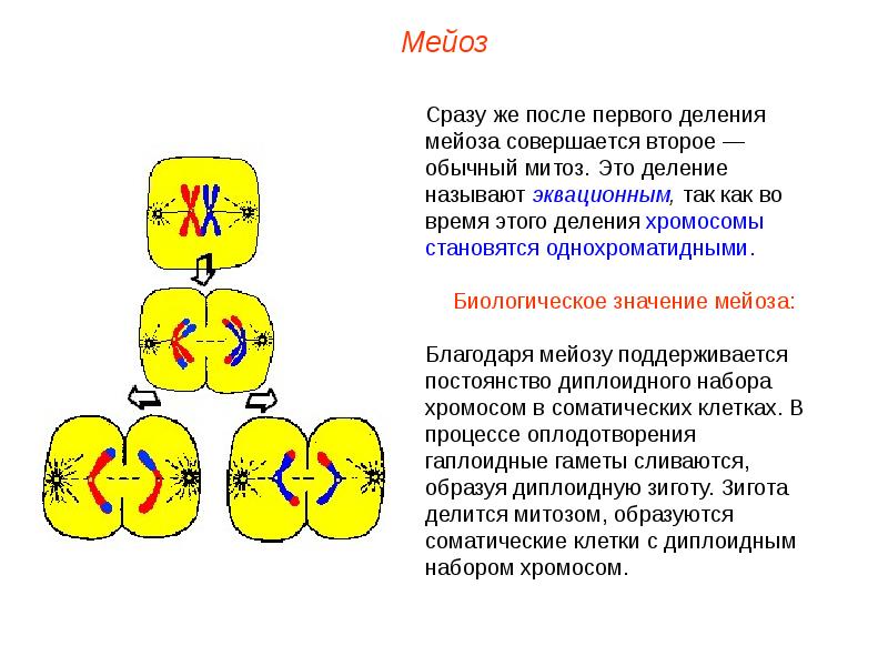 Назовите тип и фазу деления исходной гаплоидной клетки изображенный на схеме ответ обоснуйте какое