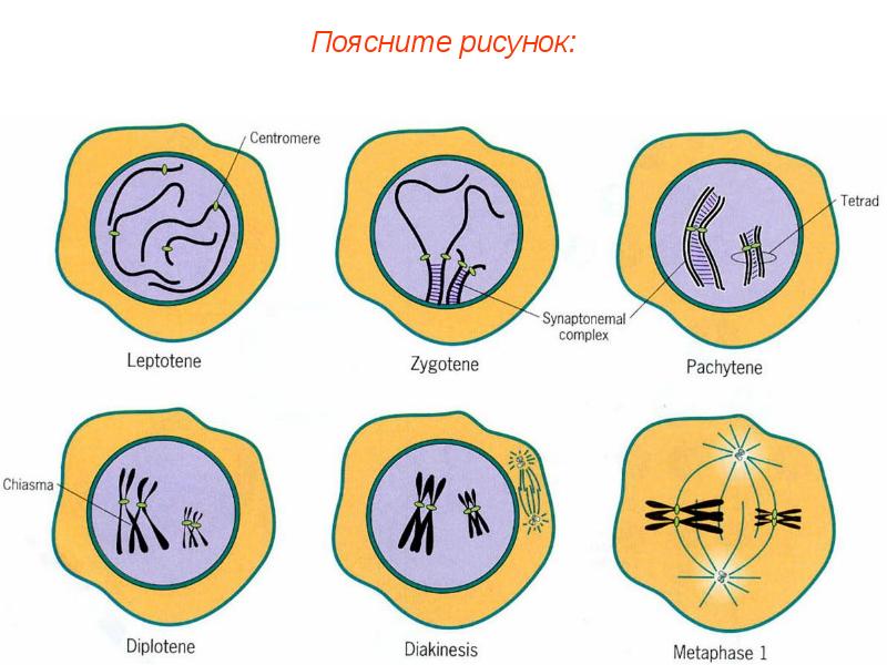 Мейоз профаза 1 рисунок с подписями