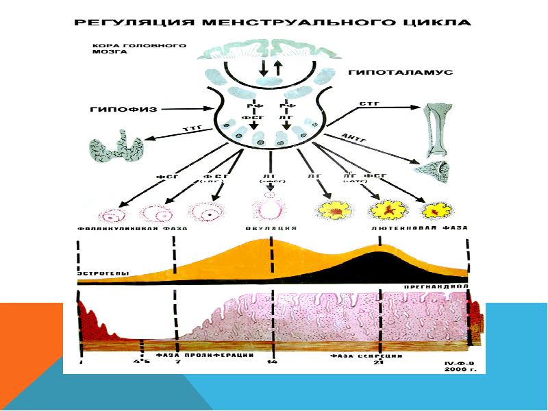 Етеккір циклі презентация