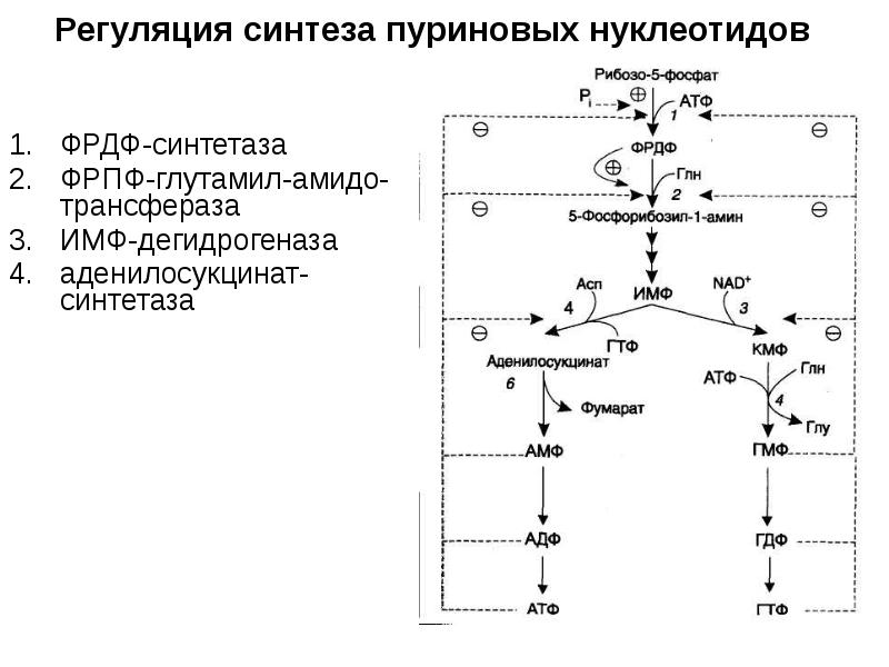 Общая схема синтеза и распада пуриновых нуклеотидов