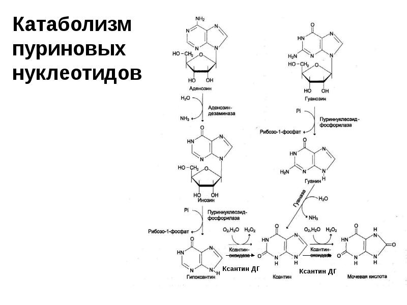Схема пуринового обмена