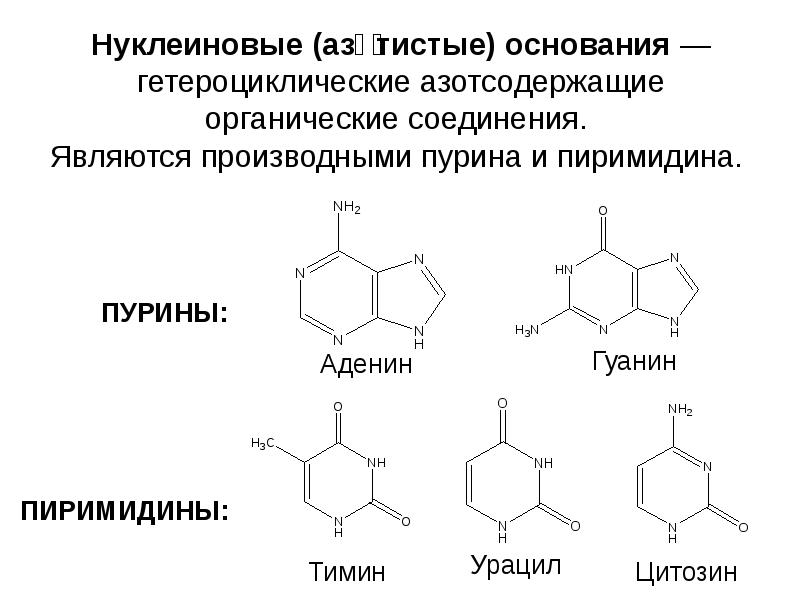 Основания органических веществ. Азотсодержащие гетероциклические соединения. Азотистые гетероциклические соединения. Гетероциклические азотсодержащие органические соединения. Азотсодержащих гетероциклических соединений.Пурин.